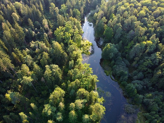 Vista aérea del río y el bosque verde