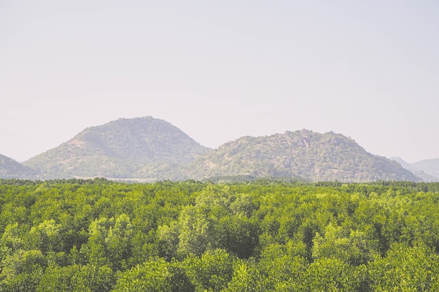 Vista aérea del río hermoso paisaje natural en bosques de manglares y montañas en la provincia de Phang Nga Tailandia