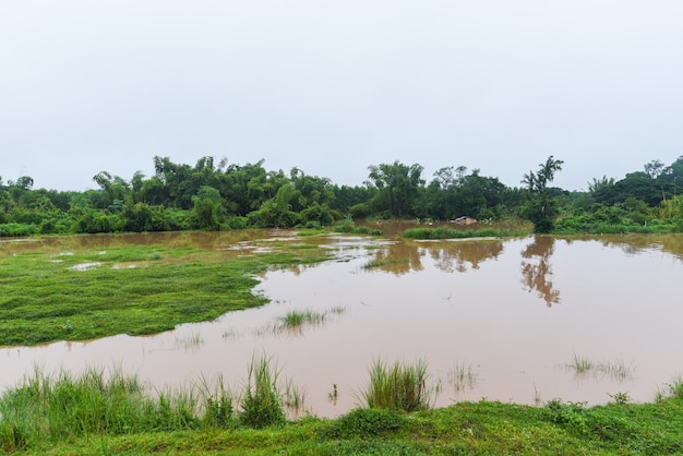 Vista aérea río inundación bosque naturaleza arbolado área verde árbol, vista superior estanque de la laguna del río con inundación de agua desde arriba, paisaje selvas lago que fluye agua salvaje después de la lluvia