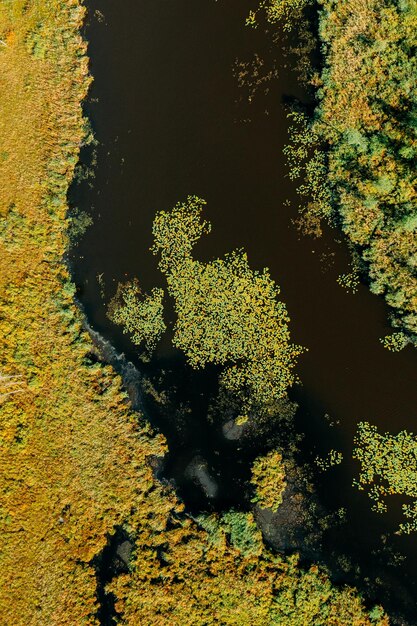 Foto vista aérea de un río que fluye a través del bosque