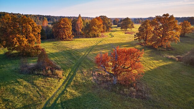 Vista aérea de robles en otoño, sombra en la pradera. Carretera nacional en campos verdes. Panorama aéreo soleado, Bielorrusia. Paisaje con alcornoques. Hermosos colores de la temporada de otoño.