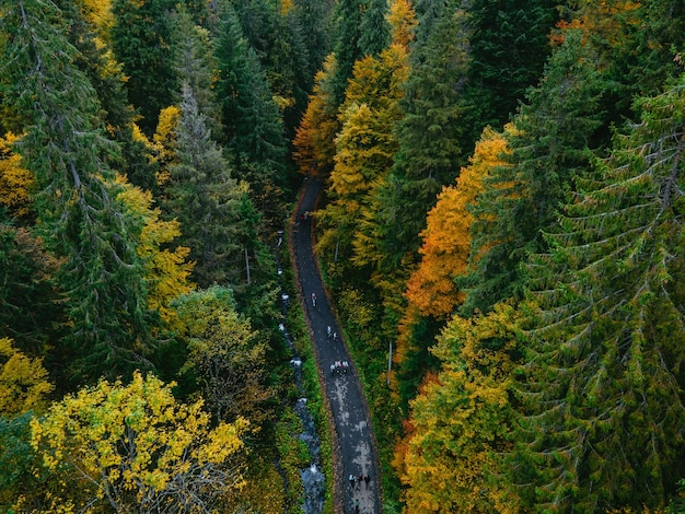 Vista aérea de la ruta de senderismo en el bosque de otoño