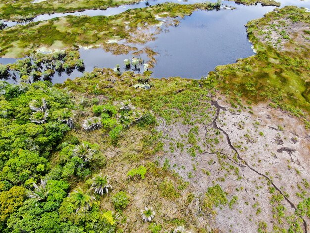 Vista aérea de la selva tropical de la selva tropical en Brasil Bosque de humedales con río