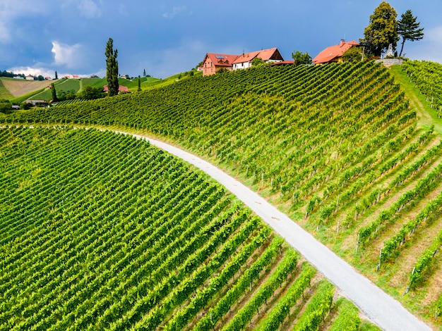 Foto vista aérea sobre campos de viñedos rolling hills naturaleza landspace dreisiebnerslovenia europa viñedo con ruta del vino en forma de corazón