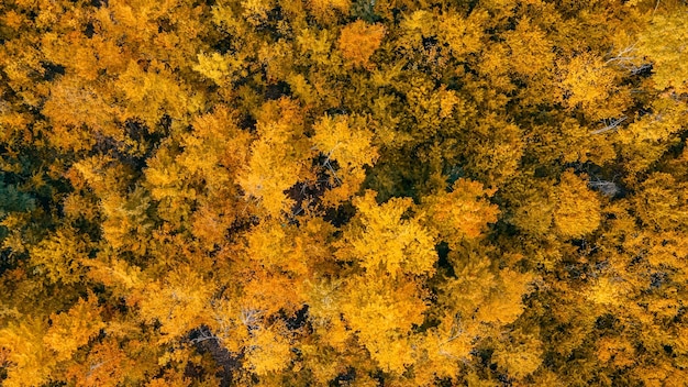 Vista aérea sobre el fondo forestxAVertical de las copas de los árboles