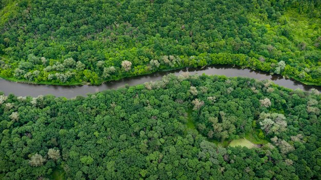 Vista aérea sobre o rio que fica na floresta verde.