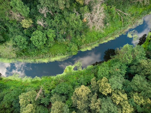 Vista aérea sobre el río que se encuentra en el bosque verde.