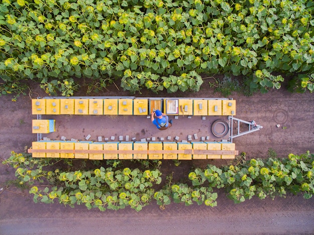 Vista aérea sobre um apiário industrial de abelhas muitas fileiras de colméias