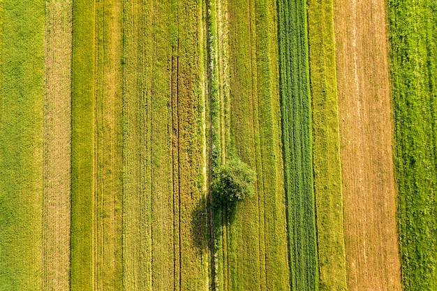 Vista aérea de un solo árbol que crece solo en campos agrícolas verdes