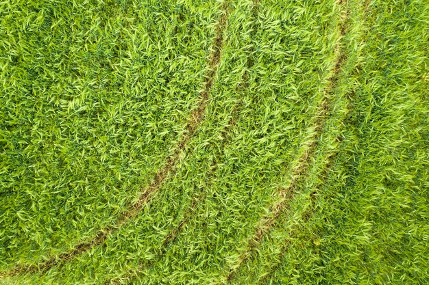 Foto vista aérea superior del campo de trigo verde.