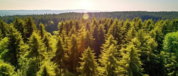Vista aérea superior de árvores verdes na floresta Floresta de pinheiros de árvores exuberantes Generative AI