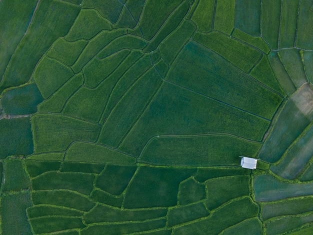 Vista aérea superior del patrón de hermosos campos de arroz verde con una cabaña en medio de los campos