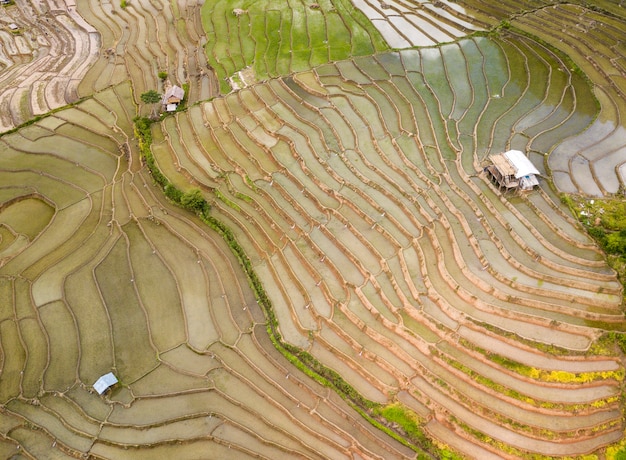 Vista aérea superior de terrazas de arroz con cáscara, campos agrícolas verdes en el campo