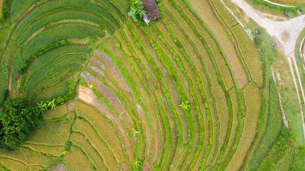 Vista aérea de terrazas de arroz formando un patrón