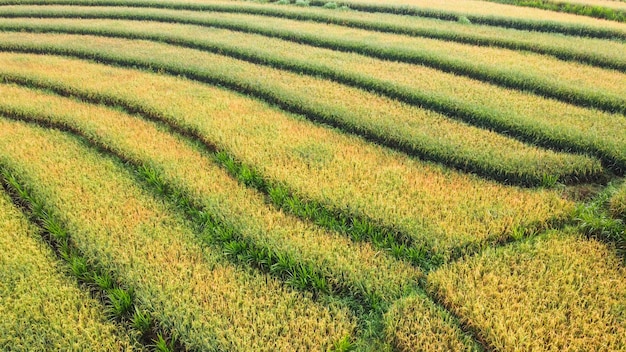 Vista aérea de terrazas de arroz formando un patrón