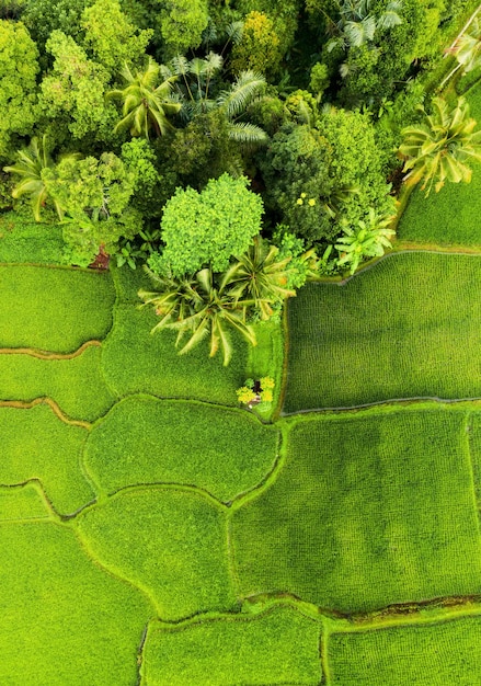 Vista aérea de las terrazas de arroz Paisaje agrícola desde el aire Terrazas de arroz en el verano Patrimonio de la humanidad de la UNESCO Jatiluwih rise terrace Bali Indonesia Imagen de viaje