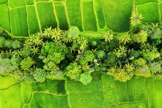 Vista aérea de las terrazas de arroz Paisaje desde un dron Paisaje agrícola desde el aire Terrazas de subida de Jatiluwih Bali Indonesia Imagen de viaje