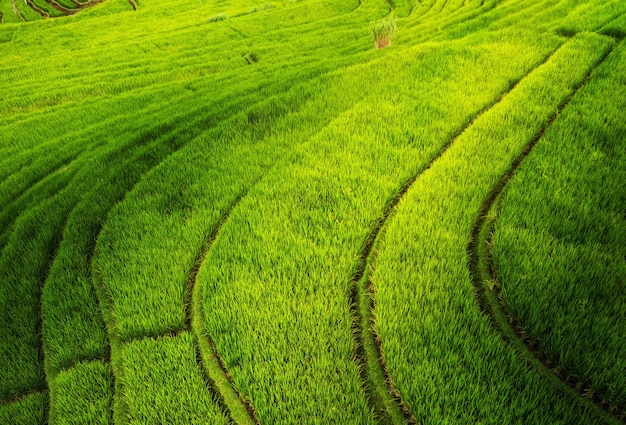 Vista aérea de terrazas de arroz Paisaje con drone Paisaje agrícola desde el aire Terrazas de arroz en verano Imagen de viajes y vacaciones