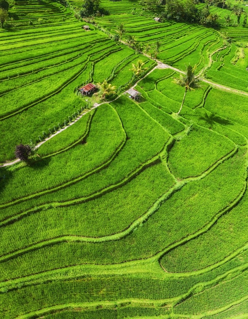 Vista aérea de terrazas de arroz Paisaje con drone Paisaje agrícola desde el aire Terrazas de arroz en verano Patrimonio de la Humanidad de la UNESCO Terraza de subida de Jatiluwih Bali Indonesia Imagen de viaje