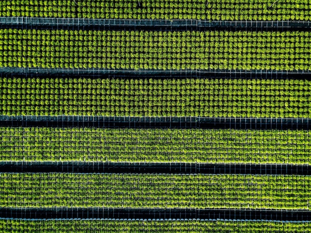 Vista aérea de tierras de cultivo y filas de cultivos Plántulas verdes en filas en el invernadero de Italia