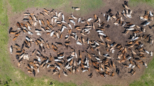 Vista aérea de vacas, pasto en campo tailandia