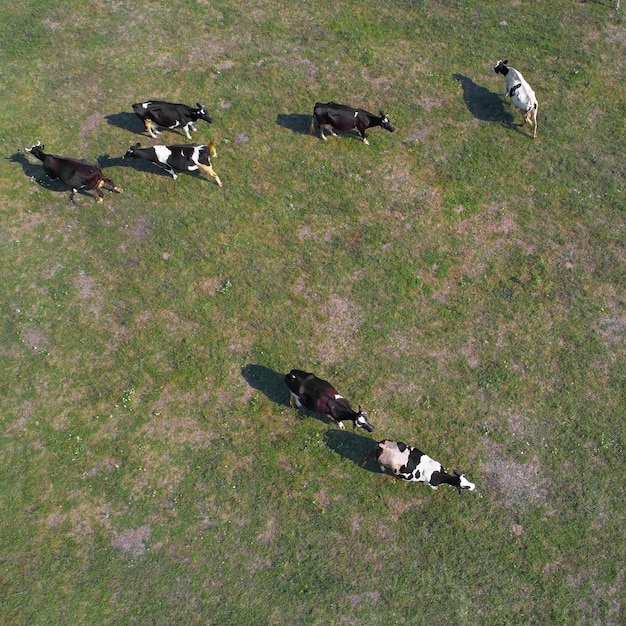 Vista aérea de vacas en pastos verdes en Ucrania