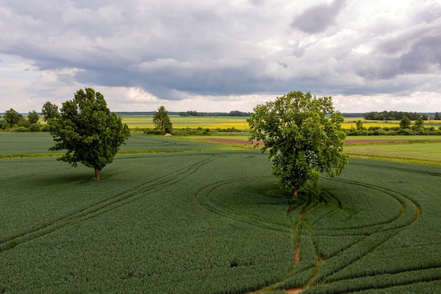 Vista aérea de varios árboles grandes en medio de un campo agrícola rayado