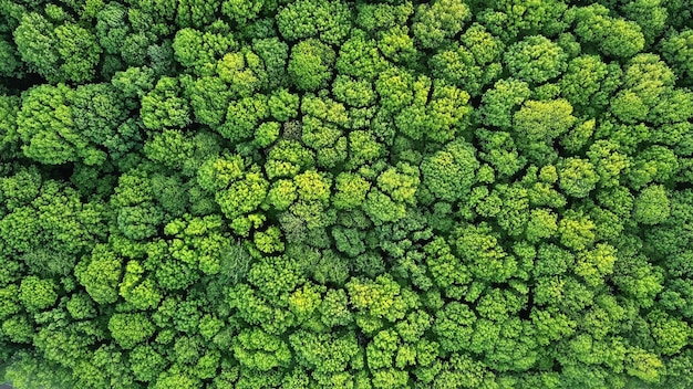 Vista aérea verde floresta folhagem luz solar quente do verão. Fundo verde natural. Foto de drone