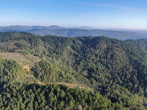 Vista aérea de las verdes colinas con árboles en Napa Valley durante la temporada de verano