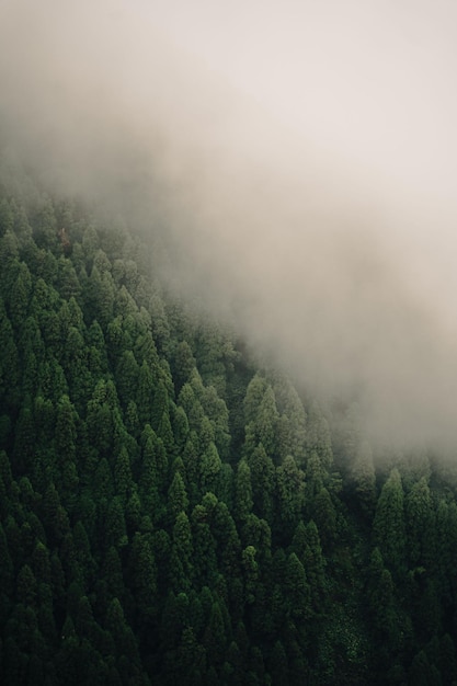 Vista aérea vertical de un bosque de pinos cubierto de niebla perfecto para papeles pintados y fondos.