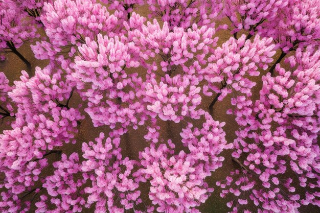 Vista aérea de un vibrante huerto de tulipanes en primavera