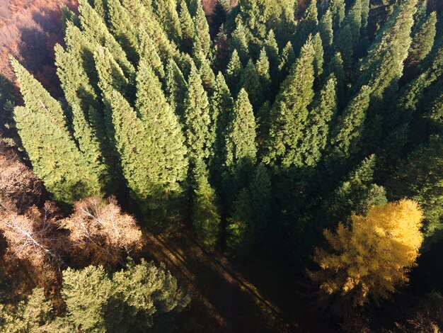 Foto vista aérea del viejo bosque de secuoyas de bulgaria