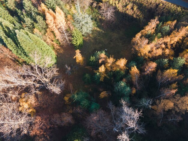 Foto vista aérea del viejo bosque de secuoyas de bulgaria