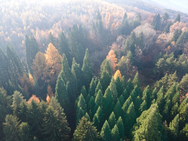 Vista aérea del viejo bosque de secuoyas de Bulgaria