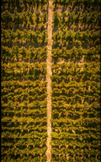 vista aérea de un viñedo verde y exuberante