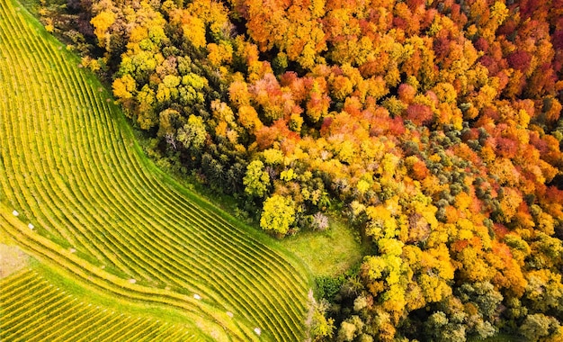 Vista aérea de Vineyard en un campo austriaco con una iglesia en el fondo