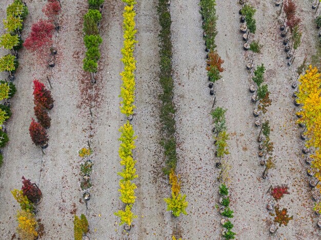 Vista aérea de un vivero de árboles con plantas amarillas rojas y rojas verdes dispuestas en una fila durante el otoño Plantas en colores otoñales Alsacia Francia Europa