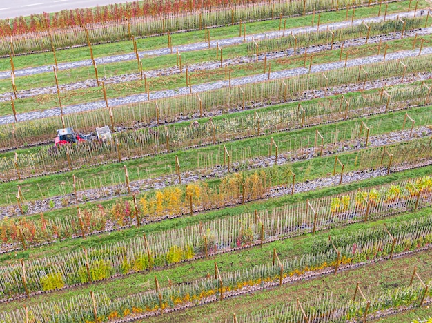 Vista aérea de un vivero de árboles con plantas amarillas rojas y rojas verdes dispuestas en una fila durante el otoño Plantas en colores otoñales Alsacia Francia Europa