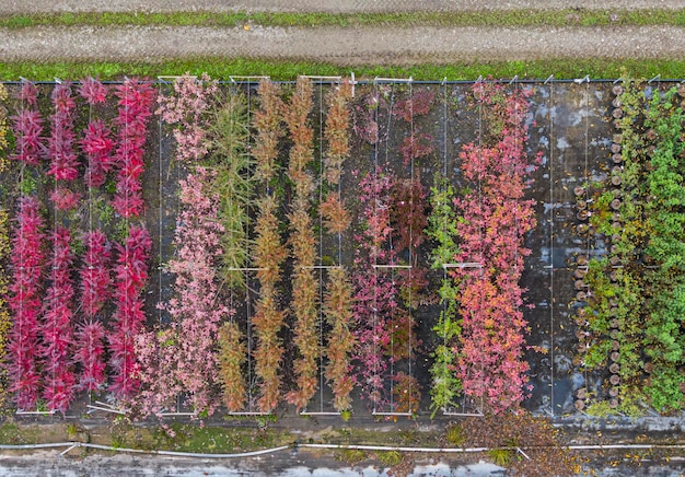 Vista aérea de un vivero de árboles con plantas amarillas rojas y rojas verdes dispuestas en una fila durante el otoño Plantas en colores otoñales Alsacia Francia Europa