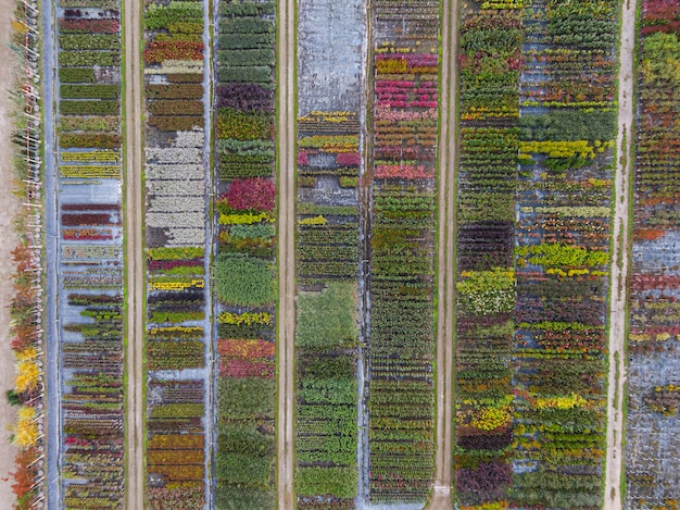 Vista aérea de un vivero de árboles con plantas amarillas rojas y rojas verdes dispuestas en una fila durante el otoño Plantas en colores otoñales Alsacia Francia Europa