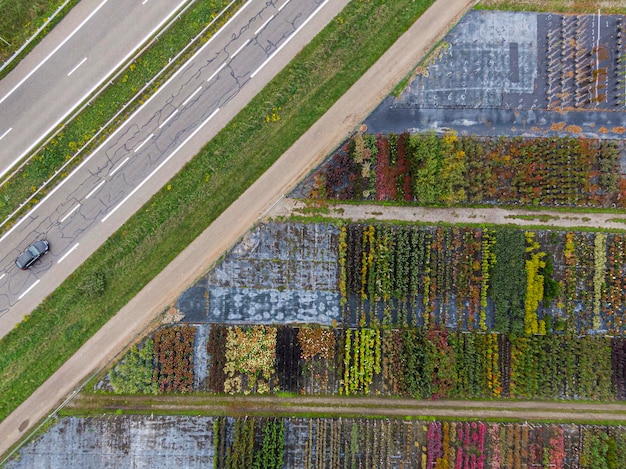 Vista aérea de un vivero de árboles y plantas amarillos y rojos alineados en una fila durante el otoño al lado de la autopista con un coche que pasa