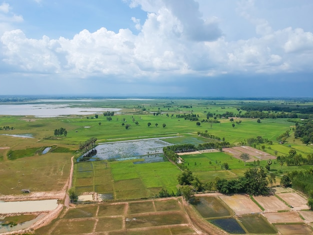 Vista aérea: Volando desde el campo de arroz de Tailandia.