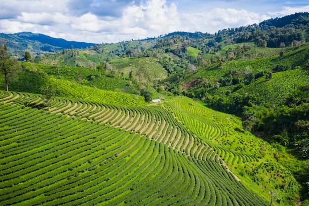 Vista aérea de la zona agrícola.