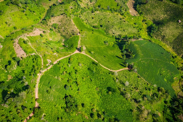 Vista aérea de la zona agrícola.