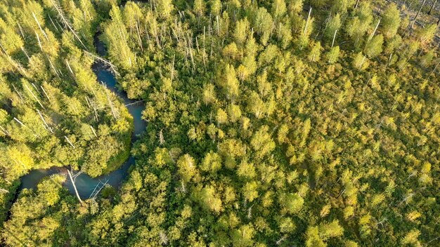 Vista aérea del zumbido de árboles jóvenes. Pequeño río. Paisaje de la naturaleza.