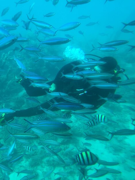 Foto vista bajo el agua de peces nadando en un acuario