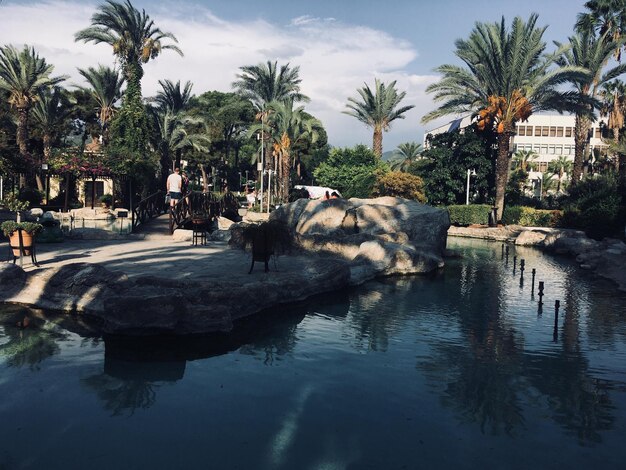 Vista del agua potable de las palmeras