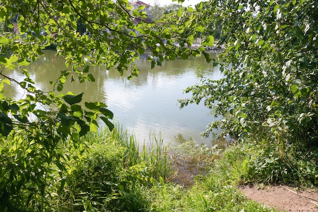 Vista del agua a través de ramas con hojas verdes.