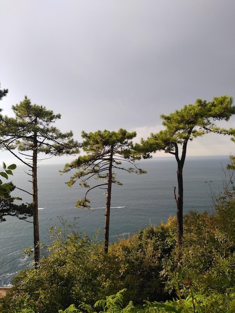 vista al mar con arboles