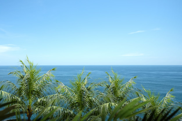 Vista al mar y hoja de palma verde